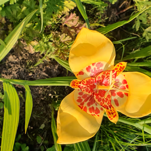 My flowers
