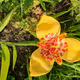 My flowers