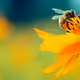 sanction of nature