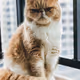 my cat
