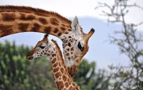 Giraffe on Zora