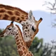 Giraffe on Zora