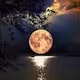 NFTMOON