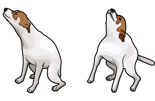 Dancicng Doge