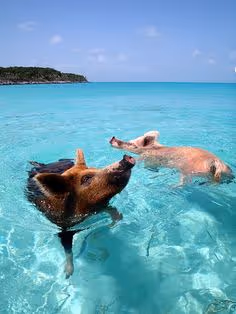 Pigs at Sea