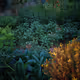 Learn Permaculture