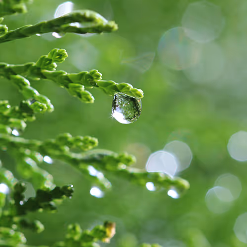 nature