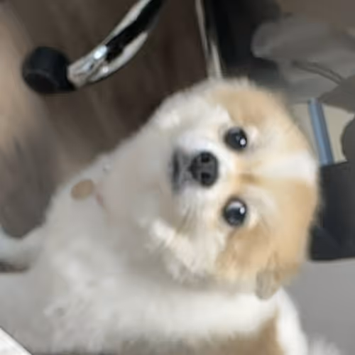 Bori