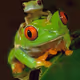 Mr.frog