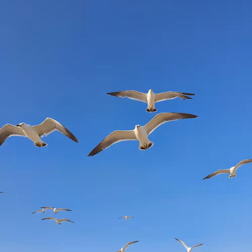 Beautiful photos!