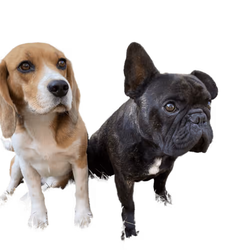Dawgies