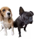 Dawgies
