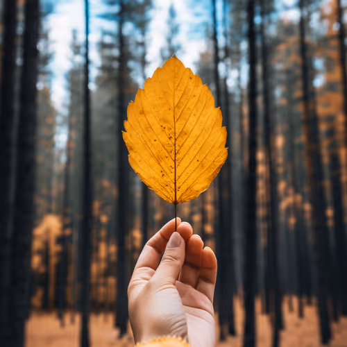 Leaf