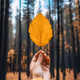 Leaf