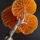 Mycena viscidocruenta