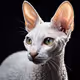 Zora Posts