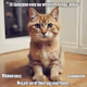 AI MEMES (A CRAZY COLLECTION)