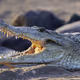 Crocodile