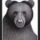 big-bear
