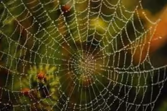 Spider web