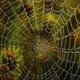 Spider web