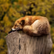 Enjoy Fox