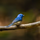 Blue bird sitting on a branch