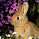 Animal 8