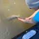 Big fish