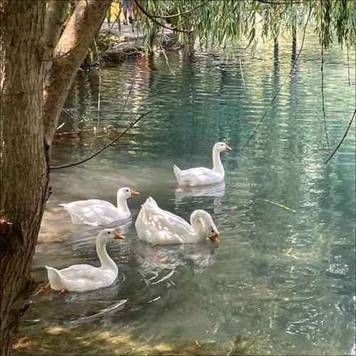 swans
