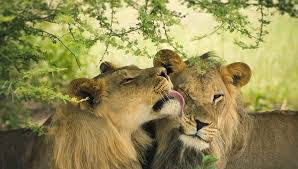 львиные нежности