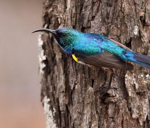 blue bird