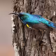 blue bird