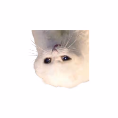 catto