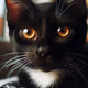 Black Cat
