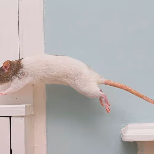 RatTail