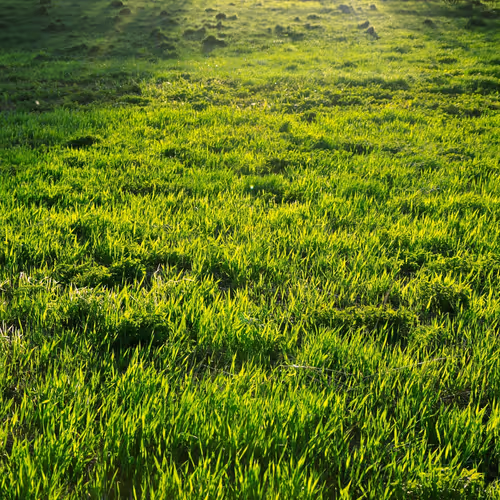 GrassZora