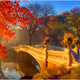 Autumn Bridge