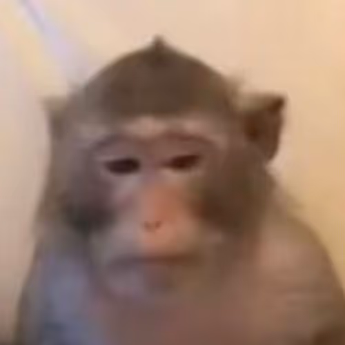 monkeys
