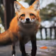 Foxy