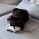 play cat