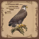 Cooperative Hawk