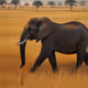 savanna