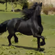 horse
