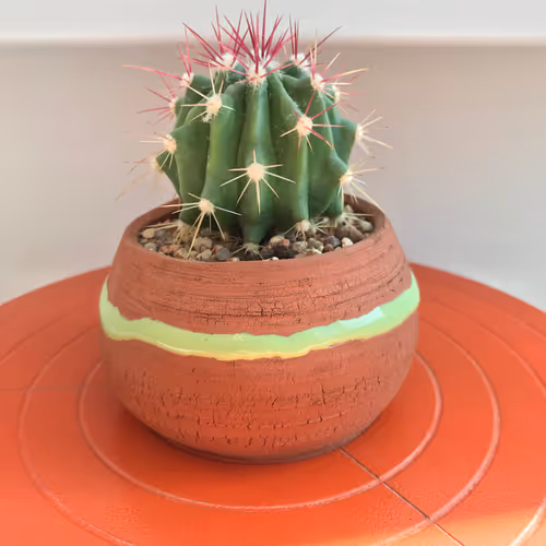 PlAnTy!