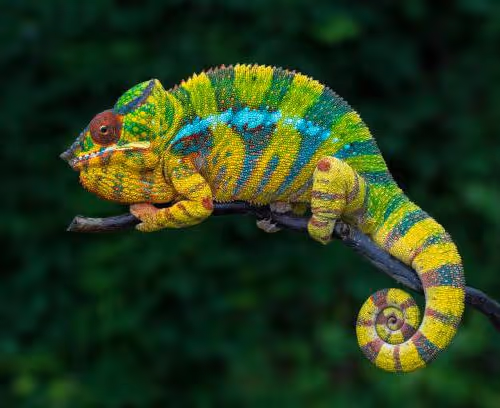 Chameleon