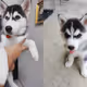 Husky Benji
