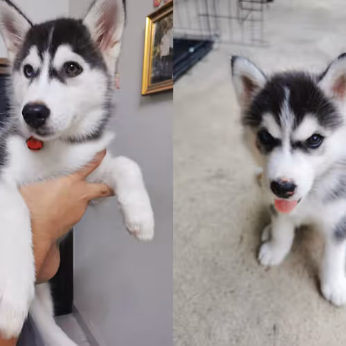 Husky Benji