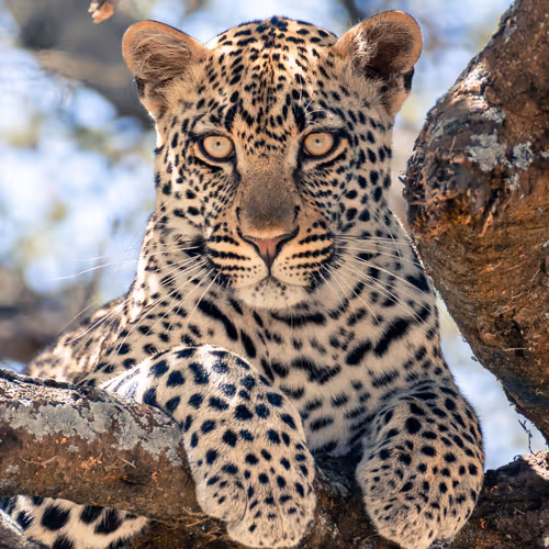 wild cats