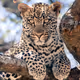 wild cats